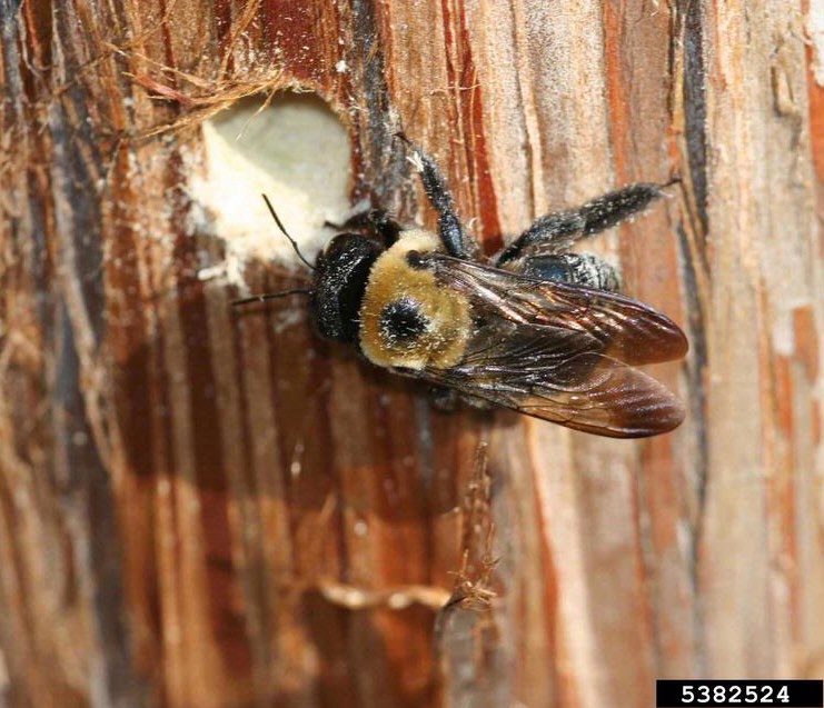 Figure 1, A bee rests on bark beside the entrance to a nesting hole.
