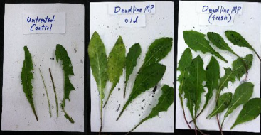 (left), treated leaves that are two weeks old (center), and fresh, treated leaves (right)