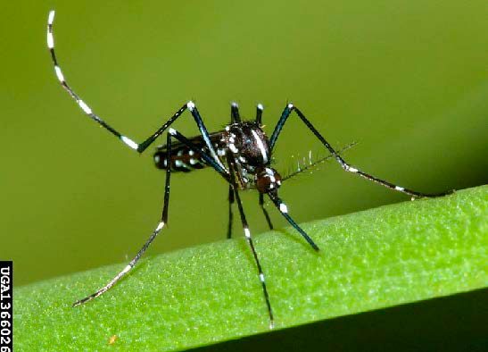 Figure 1, An adult mosquito rests on a stem with its legs extended.