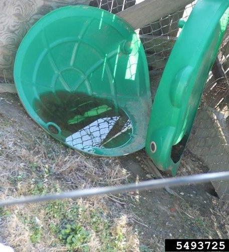 Figure 5, The lid of a plastic sandbox has collected rainwater.