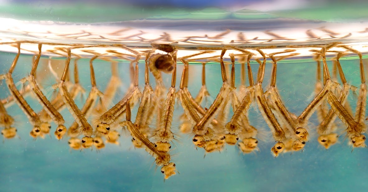 Figure 3. Mosquito larvae surround a single mosquito pupa at the water’s surface (James Gathany, CDC, CC BY 2.5).