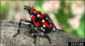 A mature spotted lanternfly nymph rests on a branch.