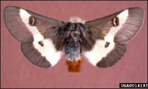 A hairy adult buck moth with its wings fully expanded.