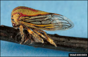 Figure 9, An adult oak treehopper rests on a twig.