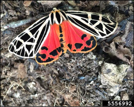 An adult tiger moth with expanded wings.