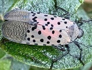 An adult spotted lanternfly rests on a leaf.
