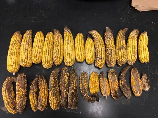15-20 pieces of yellow corn with brown spots