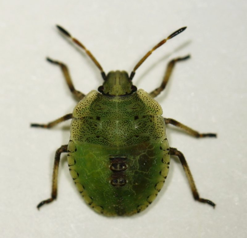 A medium sized green bug