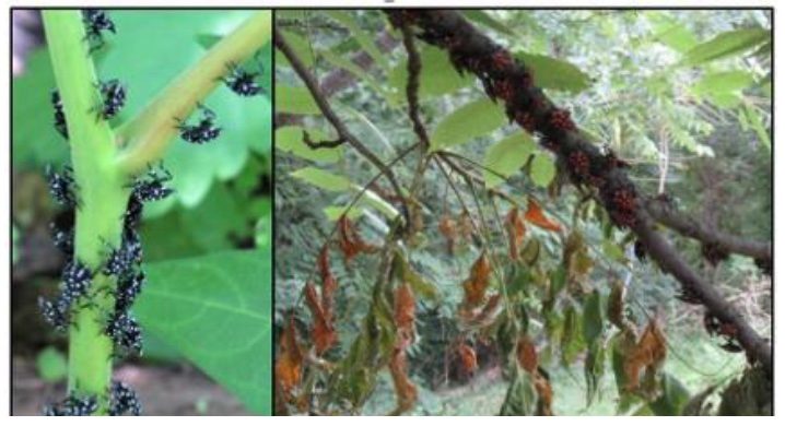 Two photos of a lot of Spotted Lanternfly nymphs on stems and and tree.