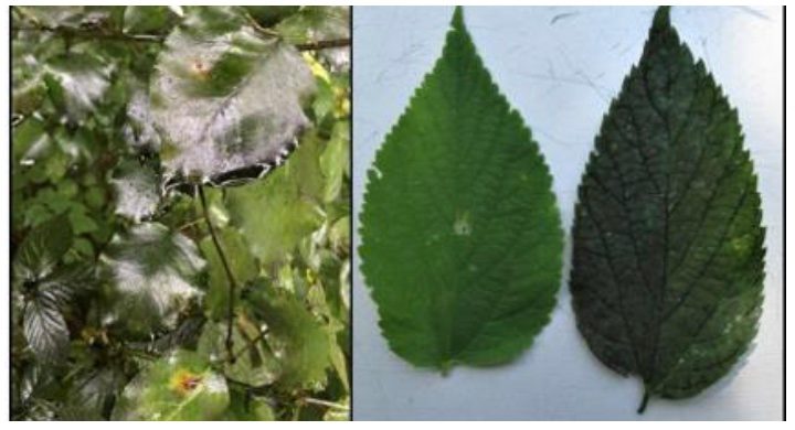 Two photos of leaves. One captures glossy leave on a tree and another shows sample of sooty mold on leave.