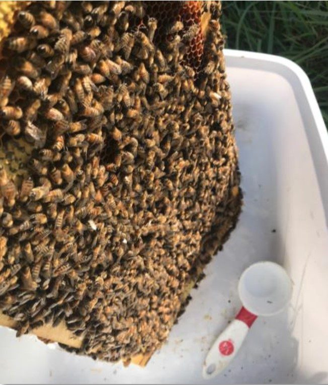 A frame of capped brood is tapped in a plastic container for easy nurse bee collection.