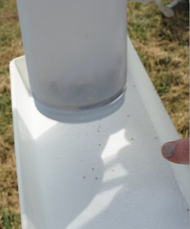 Varroa mites are shaken into a collection tray during the final step of the powdered sugar shake.