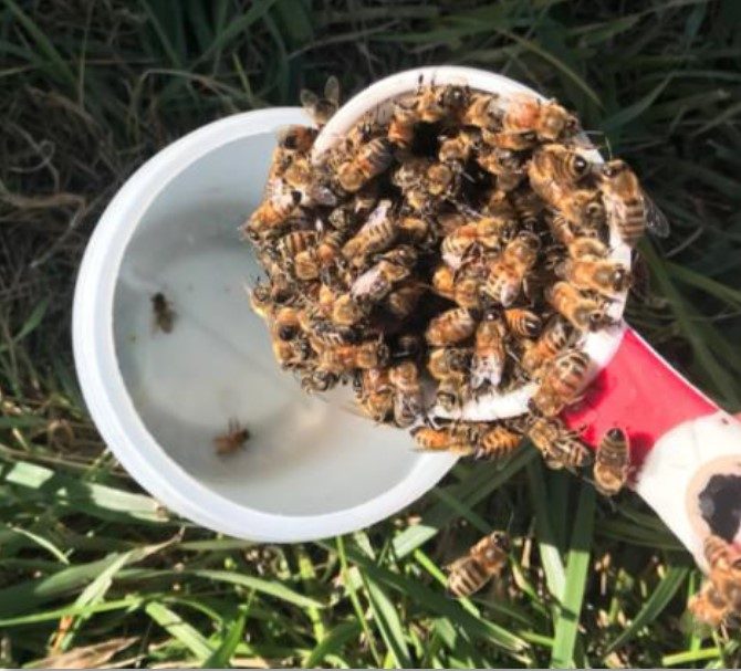 ¼ cup of bees is added to the jar (200±25 bees).