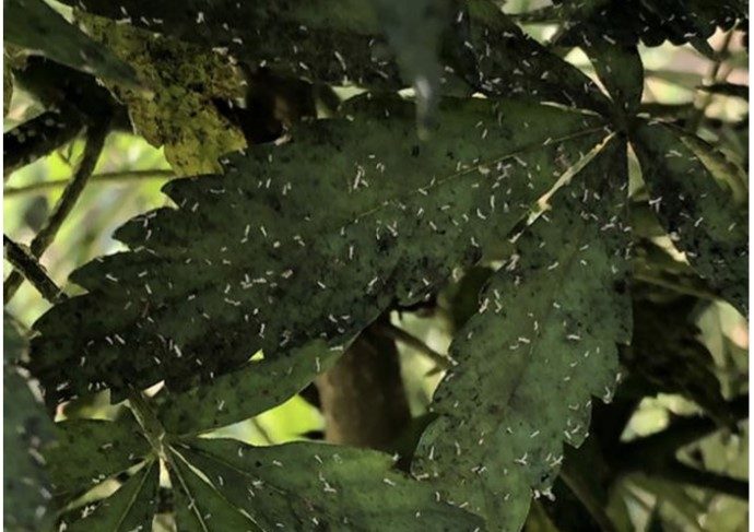 a photo of hemp leaves with cannabis aphid skins