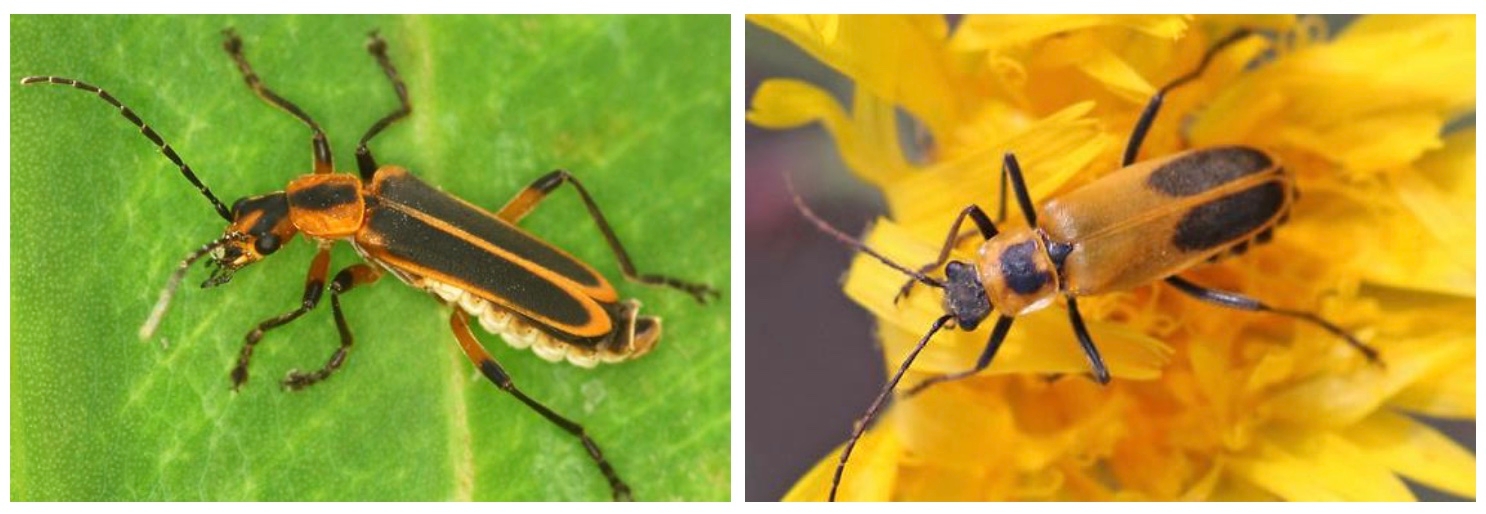Left: beetle - Chauliognathus marginatus; Right: Chauliognathus pensylvanicus