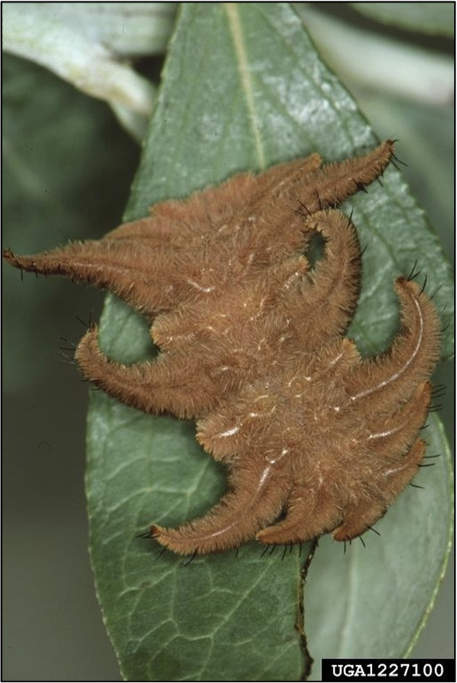 A furry brown caterpillar with multiple false legs on a green leaf.