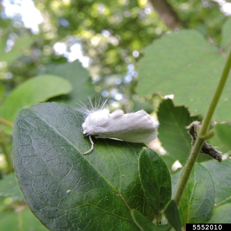 A white flannel moth rests on a fresh leaf.