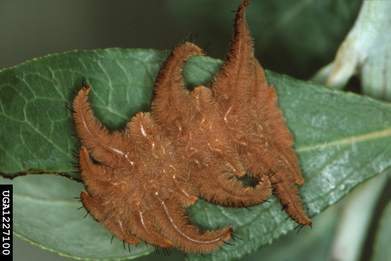 A furry monkey slug caterpillar with bizarre appendages projecting from the side of its body rests on a fresh leaf.