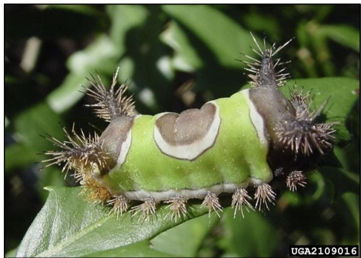 A green, brown, and white caterpillar with many clusters of spines scattered over its body.