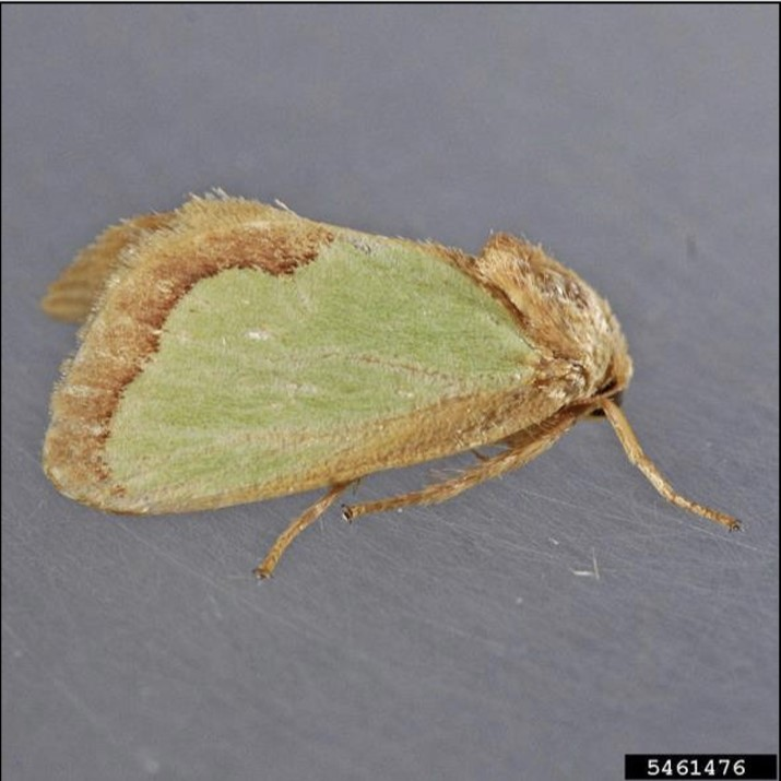 A stout brown moth with large green patches on the fore wings.