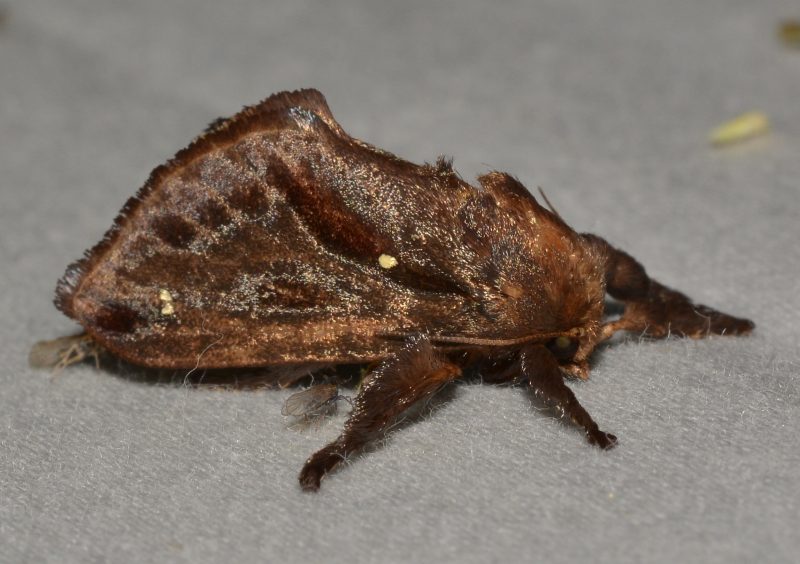 A furry saddleback moth holds its wings tented over the center of its back with its legs extended out from its body on a gray surface.