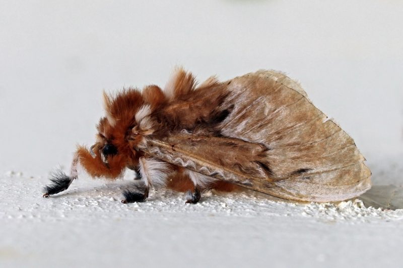 An extremely furry, chunky southern flannel moth rests on a white surface with its front legs extended in front of the body.