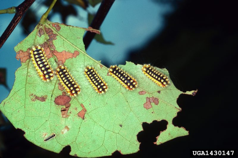 Multiple hackberry leaf slug caterpillars feed on the surface of a leaf. They are covered with numerous warts on their backs that conceal stinging hairs.