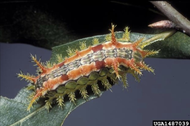 A brightly colored caterpillar with orange stripes and many clusters of yellow and orange spines scattered over its body.