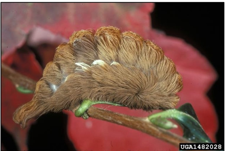 A brown caterpillar covered with long, wavy hair.