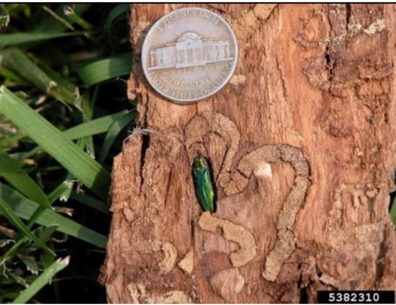A metalic green emerald ash borer embedded into a trunk with a nickel placed above to show relative size
