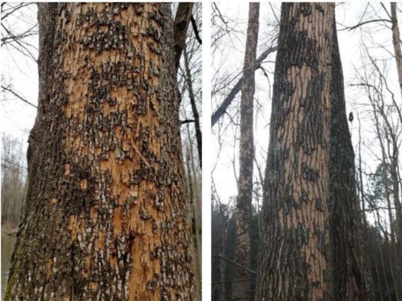 Two tree trunks side by side that showing bark that has been removed by woodpeckers.
