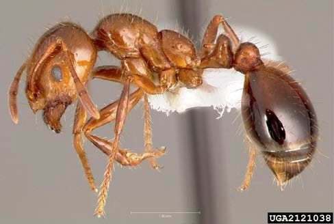 Figure 2, A side view of an adult imported fire ant showing the two-node "waist." automatically generated