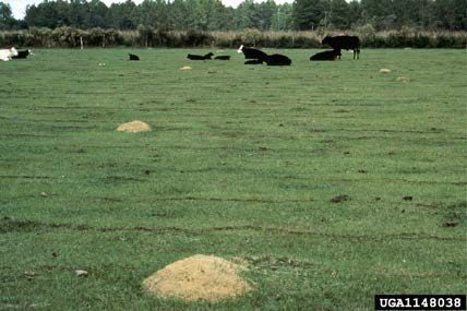 Figure 3, A view of a pasture with cattle. Multiple fire ant mounds are visible scattered across the field.