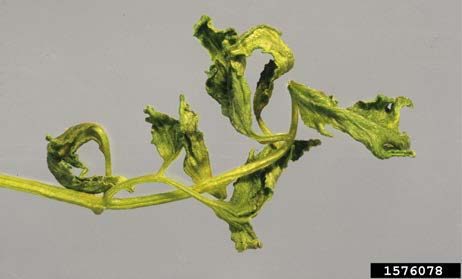 Figure 3, A tomato shoot showing twisted, stunted growth due to broad mite damage.