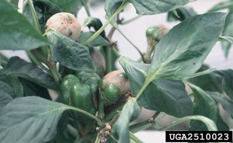 Figure 4, A green pepper plant with badly russeted fruit due to broad mite damage.