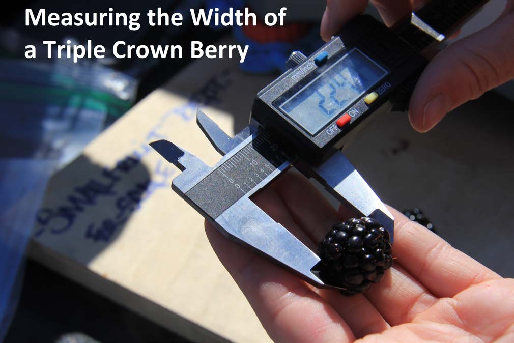Photo of measuring the width of  a tripple crown berry with a vernier caliper scale