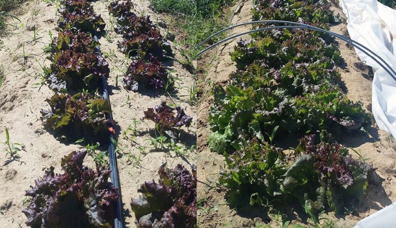Figure 4. Growth difference in spring lettuce grown under open field (left) micro tunnels (right). Spring 2017. Eastern Shore AREC, Painter, Virginia.