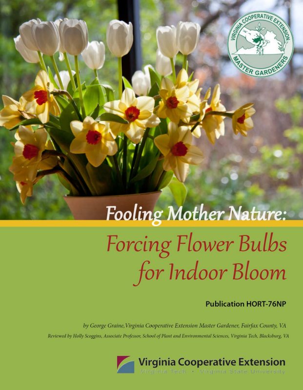 Fooling Mother Nature: Forcing Flower Bulbs for Indoor Bloom