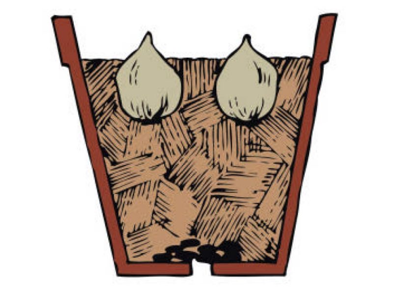 Illustration shows that Some types of bulbs should be planted so that the tips of the bulbs show above the potting mix. 