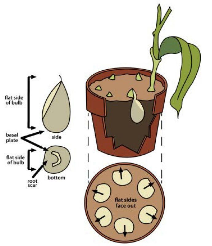 diagram displays how to properly plant tulips bulbs.