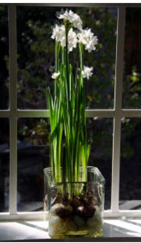 A Paper white narcissus blooming. Photo by Barbara Wartman.