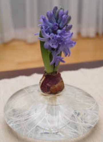A hyacinth bulb blooming indoors. Photo by Christina Castro (Flickr).
