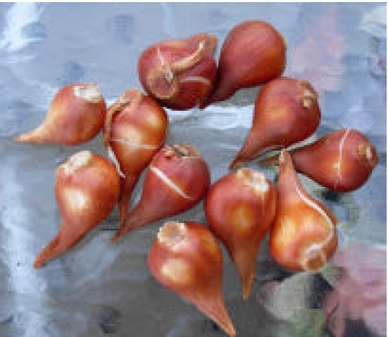 Choose large, unblemished bulbs, such as these tulip bulbs, for bulb forcing. Photo by Brewbooks (Flickr)