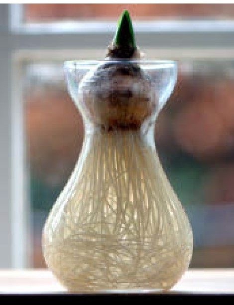  A hyacinth bulb in an hourglass shaped vase.