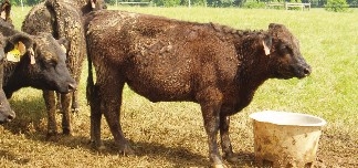 photo of Heifers on a farm