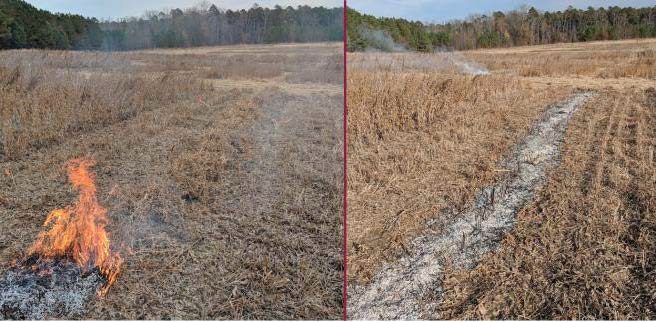 Narrow windrow burning of soybean residue in a soybean field, before and after the fire.
