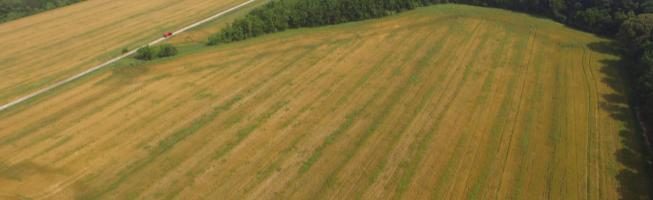 Barley field prior to harvesting with Italian ryegarss in rows, showing seeds were condensed by the combine during last season's harvest.
