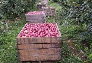 photo of wooden containers filled with fruit on the farm.
