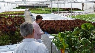 photo of two people in a greenhouse. One is watering vegetables.