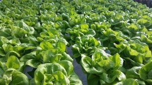 photo of vegetables on a farm.